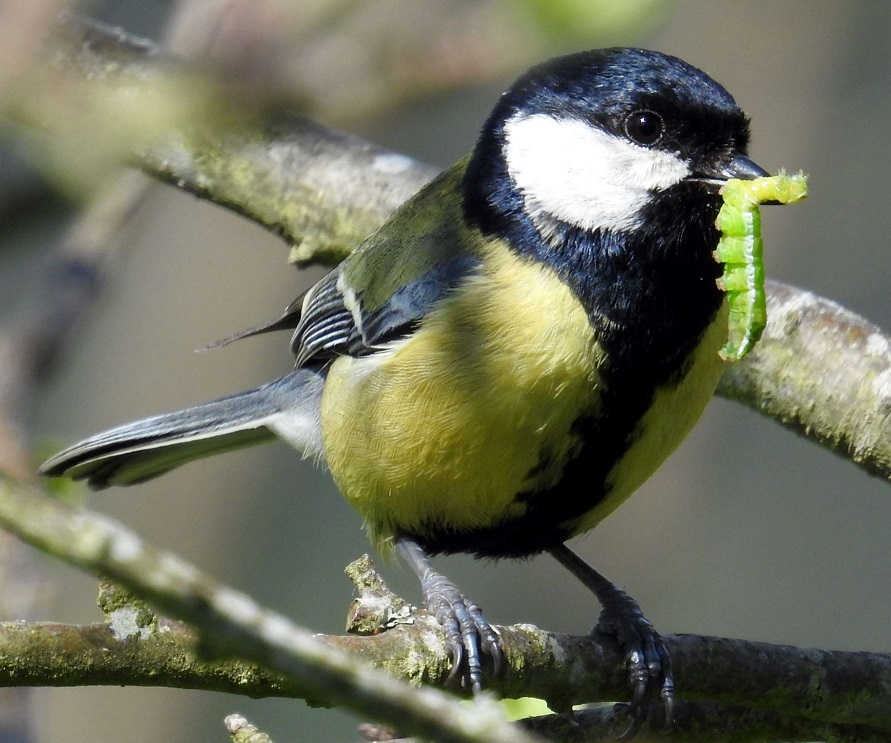 New Publication: Different ecosystem services provided by birds in agroecosystems depend on distinct components of avian&nbsp;biodiversity