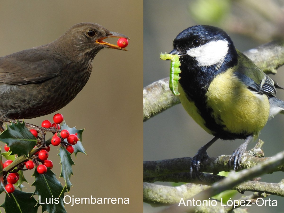 New Publication: Do birds connect different ecosystem services in&nbsp;croplands?