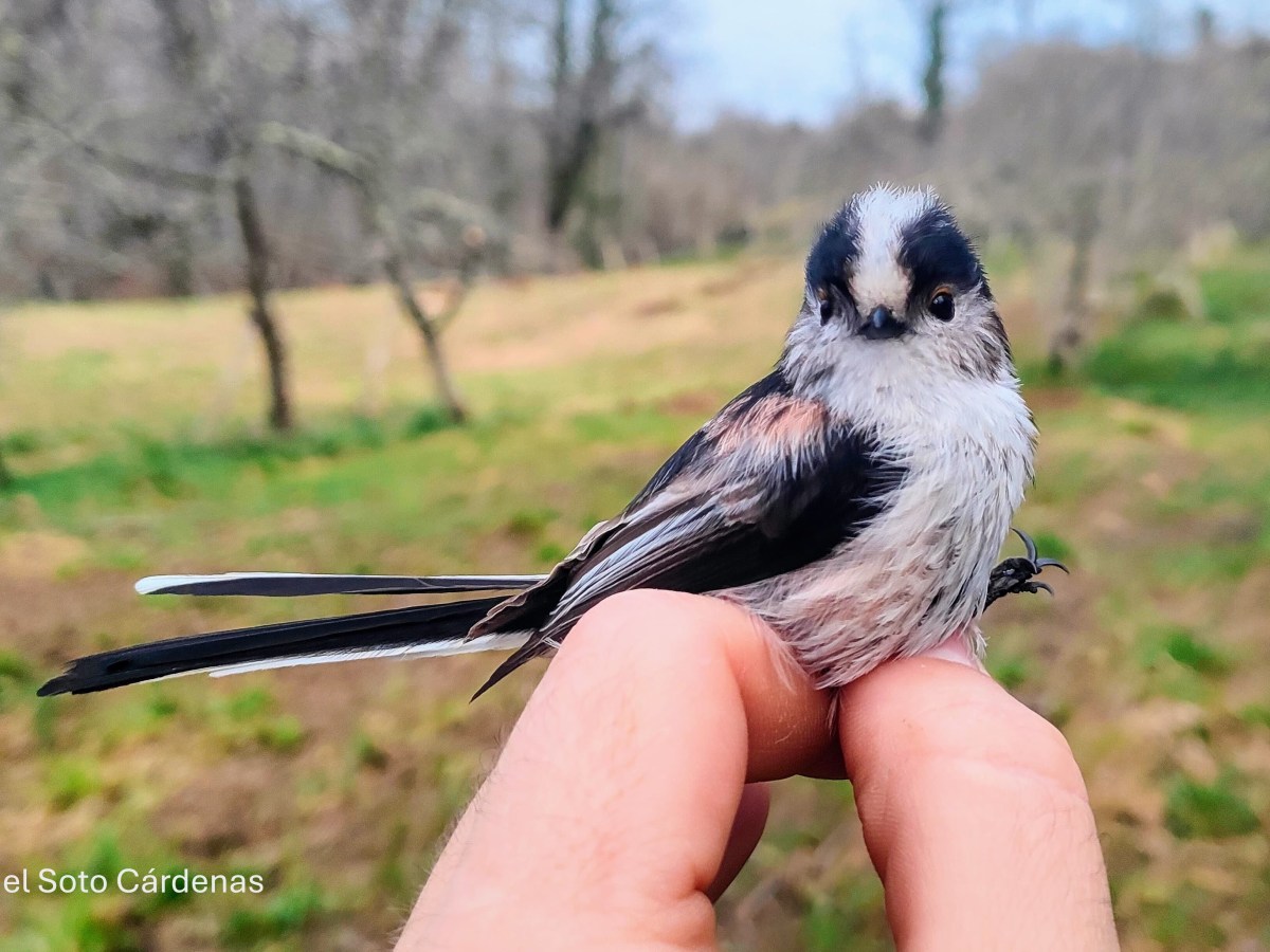 New Publication: Insectivorous birds provide ecosystem services, but also disservices, to apple&nbsp;farmers