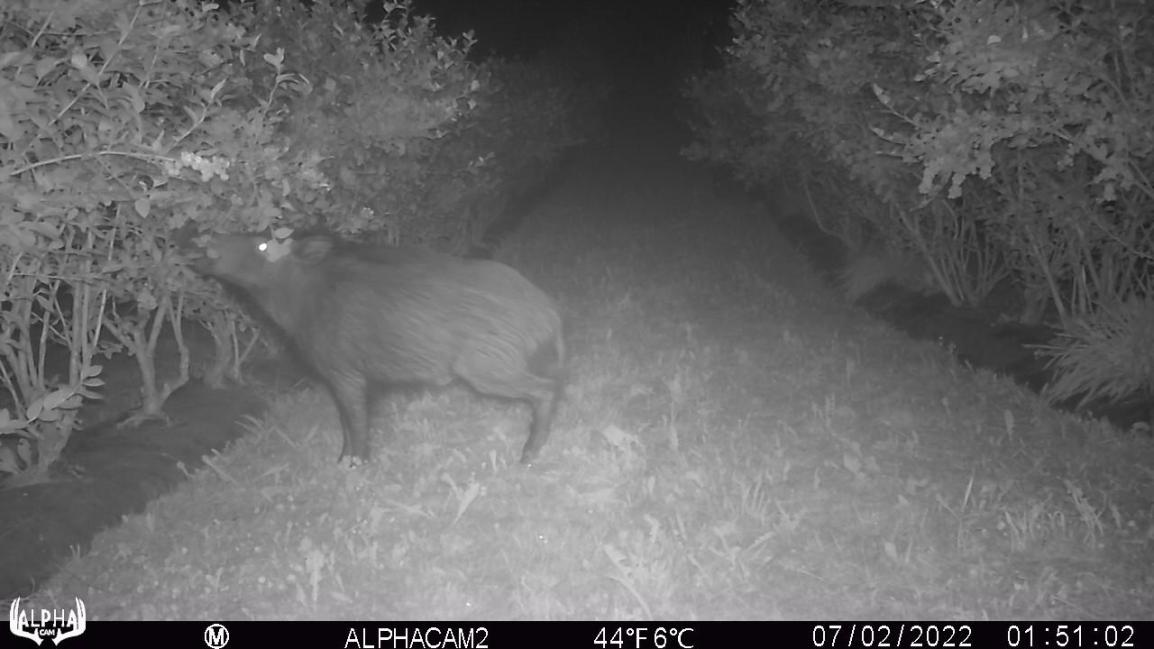 New Publication: Who eats blueberry crops? Mostly wild boars and blackbirds, and sometimes affecting&nbsp;yield