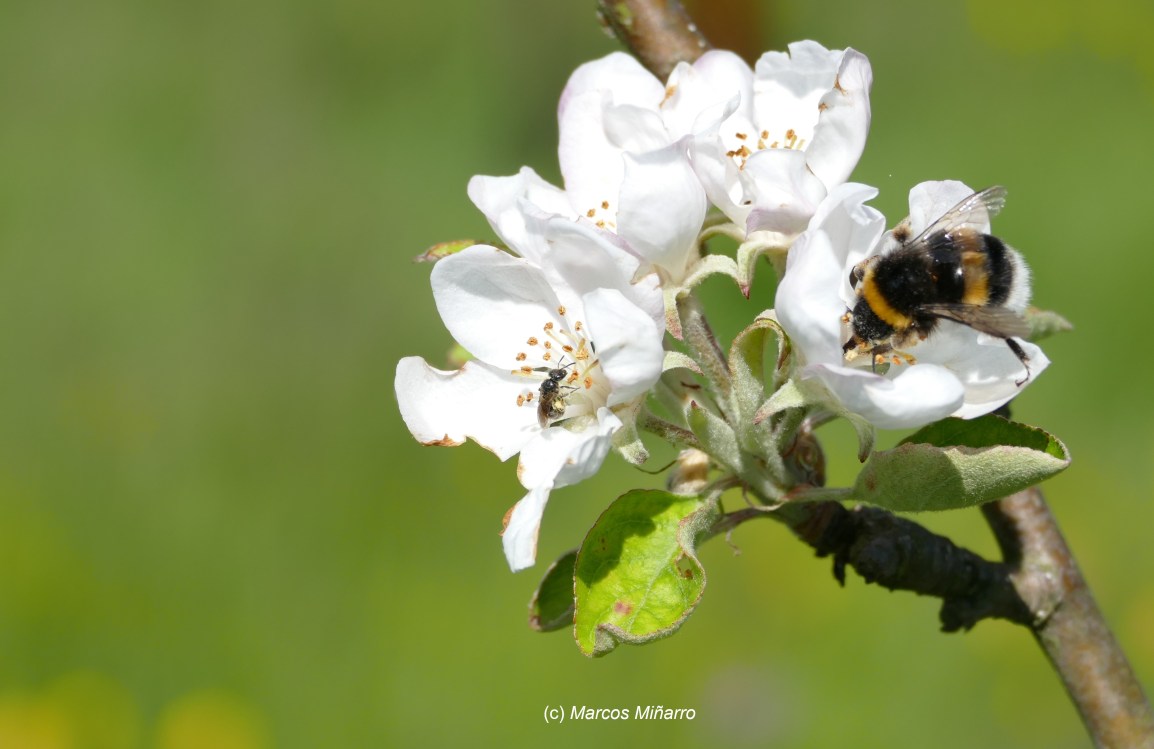 New Publication: Bees matter for apple pollination all over the world, especially wild&nbsp;ones