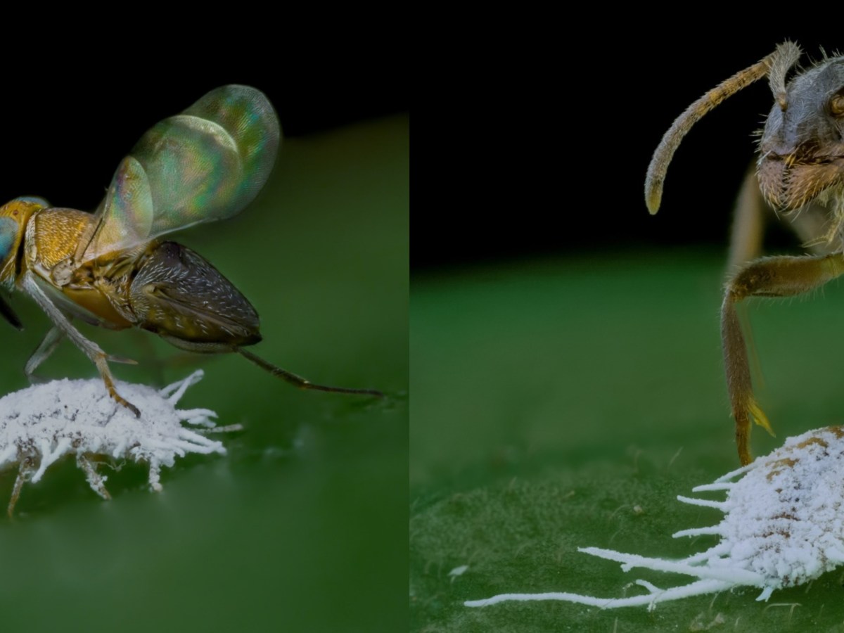 New Publication: Do ants defend honey-dew producing hemipterans from their&nbsp;parasitoids?