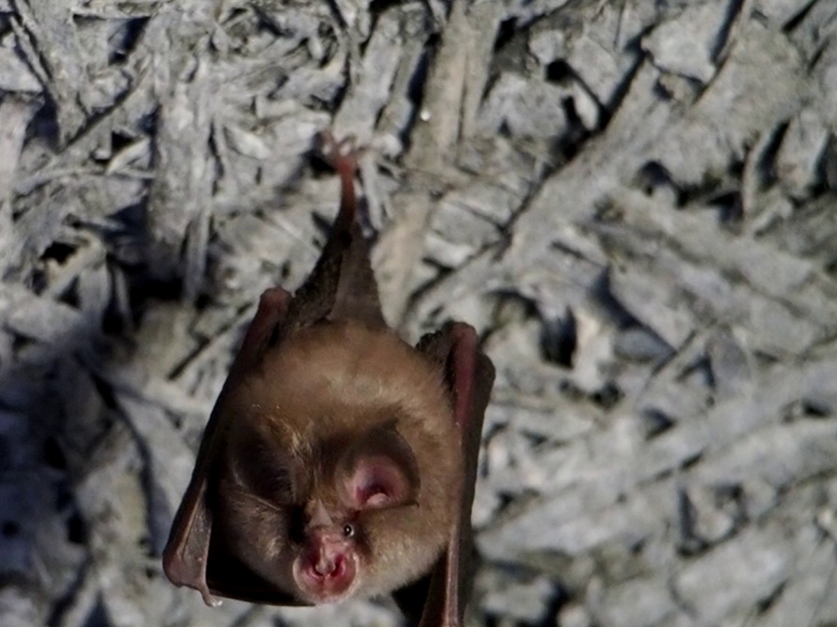 New Publication: Bats as pest managers in cropland: the species and the season&nbsp;matter