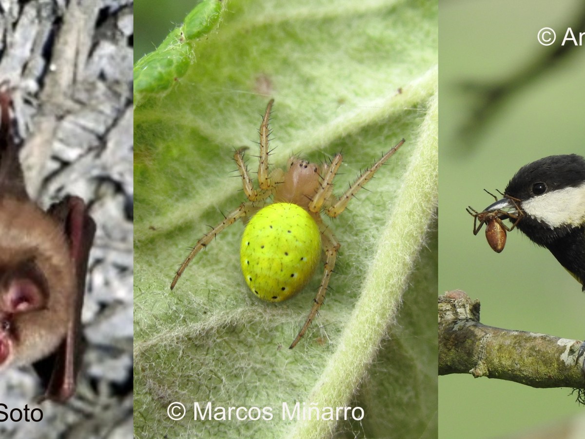 New Publication: Batman or Robin? … perhaps Spidey! The complex interactions between birds, bats and spiders as natural enemies of pests in fruit&nbsp;orchards